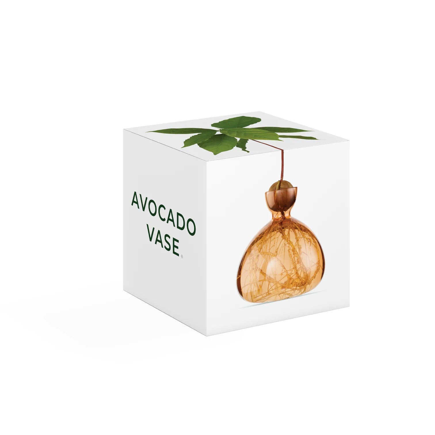 Avocado Vase - Sweet Apricot
