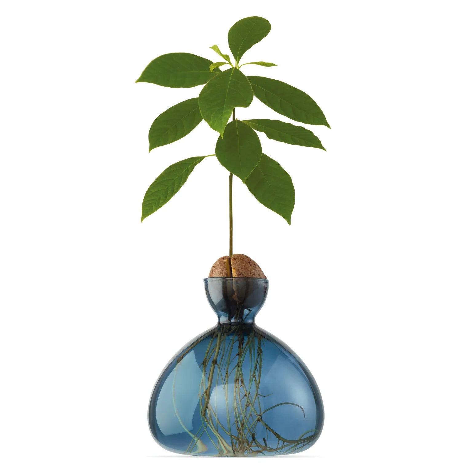Avocado Vase - Blue Jay