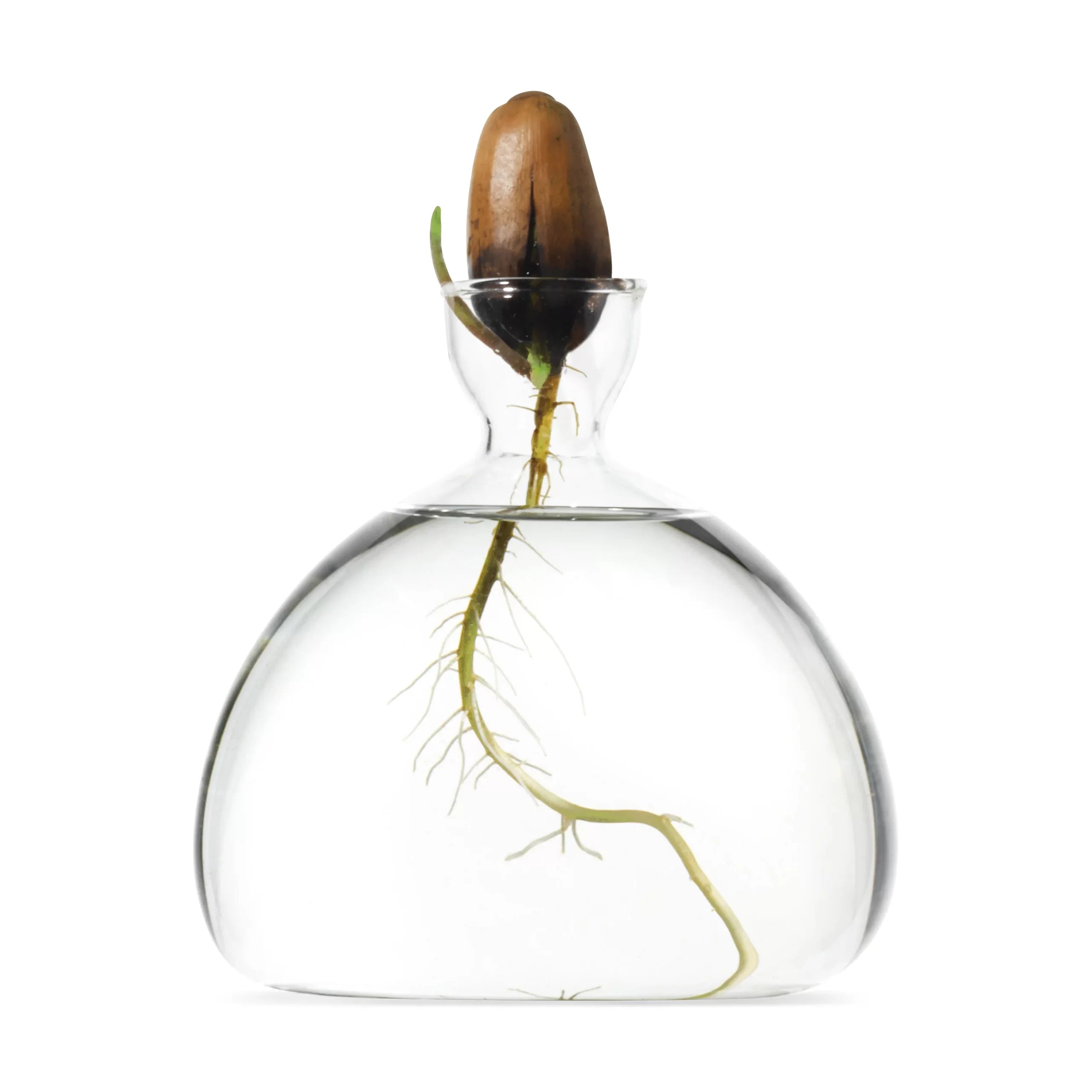 Acorn Vase - Clear