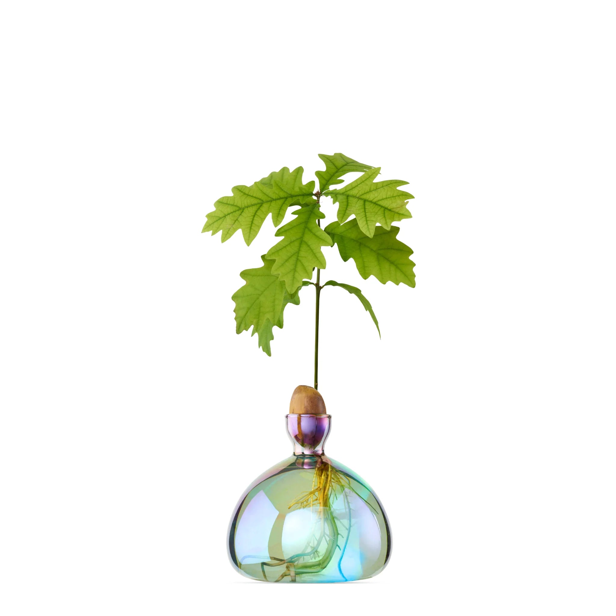 Acorn Vase - Cosmic Astra